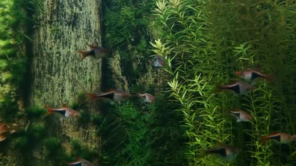 Kleine Vissen Zwemmen Tegen Achtergrond Van Groene Algen — Stockvideo