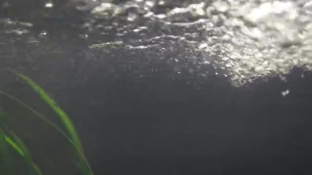 Большой Поток Воды Пузыри Водного Потока — стоковое видео