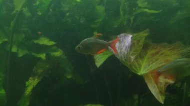 Underwater shooting of swimming fish in a pond. Wildlife. Undersea world