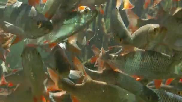 Duże Stado Ryb Pływa Stawie — Wideo stockowe