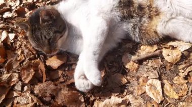 Bir kedi sarı yaprakların üzerine uzanır ve güneşin tadını çıkarır. Güzel hayvanlar. Kibar ve sevecen bir kedi.