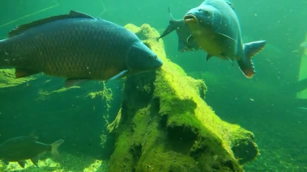 Pesci Nuotano Fondo Allo Stagno Primo Piano Una Carpa — Video Stock