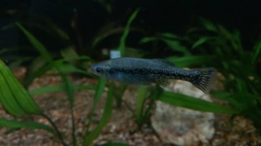 Suda yüzen bir balığa yakın çekim