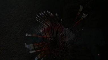 Floating poisonous lionfish in a marine aquarium on a black background. A fiery fish with venom-coated fins. Tropical salt water. Undersea world. Marine life at the bottom of the sea or ocean