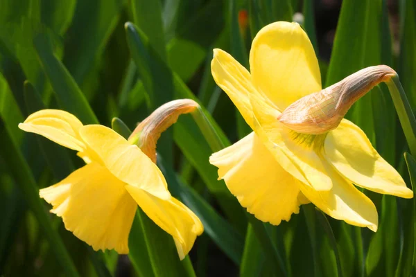 Beautiful Yellow Flowering Daffodils Garden Summer — Stockfoto
