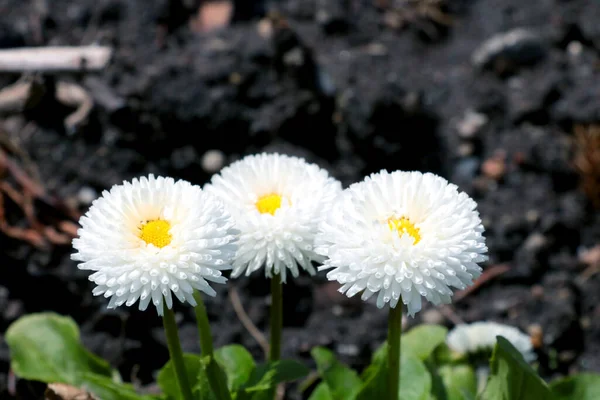 ดอกไม ขาว ดอกไม ในสวนในฤด — ภาพถ่ายสต็อก