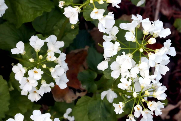 White Flowering Flowers Plants Garden Summer — Photo