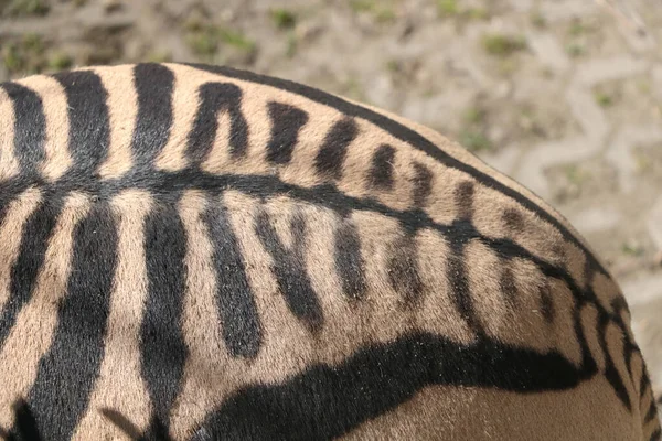 Close Zebra Body Background Animals — ストック写真