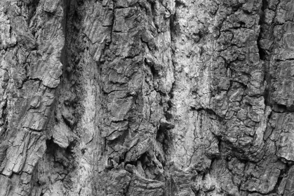 Black White Photo Texture Bark Tree Background — Stok fotoğraf