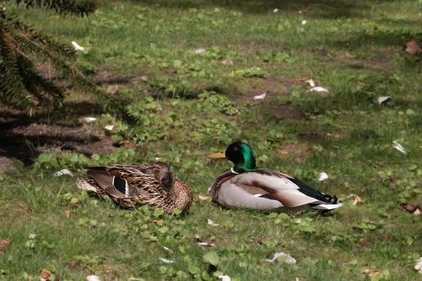 Close Reclining Ducks Park — Photo