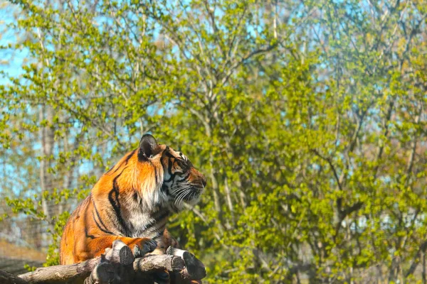 Close Lying Tiger Park — Stockfoto