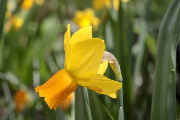 Close Blooming Yellow Daffodil Park — Zdjęcie stockowe