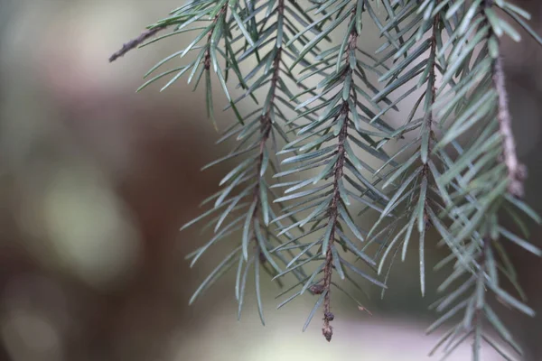 Young Branch Pine Pine Needles Forest — Fotografia de Stock