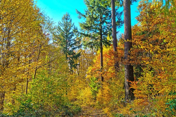 Bright Yellow Red Green Forest Sunny Autumn Day — Fotografia de Stock