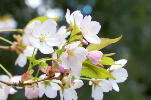 Young Cherry Plum Branches Bloom Garden Spring — Foto de Stock