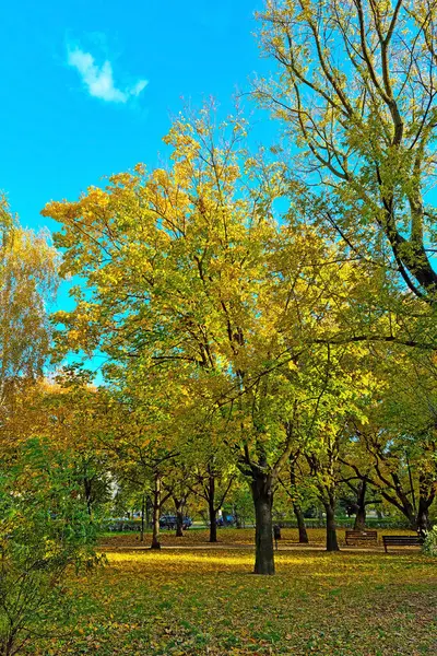 Yellow Green Trees Park Sunny Autumn Day — Foto de Stock