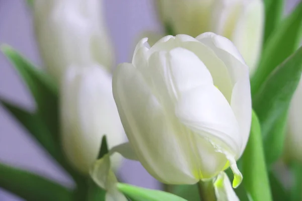 Close White Blooming Bouquet Tulips — Zdjęcie stockowe