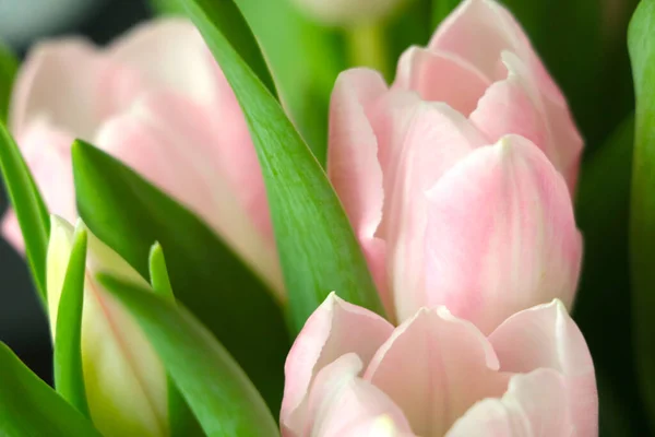 Soft Focus Bouquet Blooming Tulips Congratulations Holiday — Fotografia de Stock