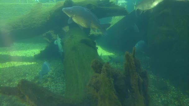 Sea Life Underwater Photography Slowly Swimming Fish — Αρχείο Βίντεο