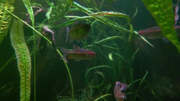 Akvaryumda Yüzen Güzel Küçük Balıklar — Stok video