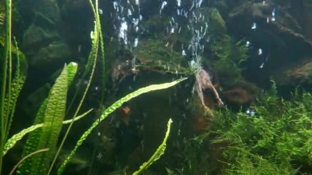 View Green Algae Large Aquarium Home Bubbles Rise — Vídeo de Stock