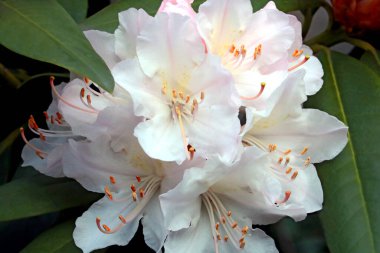 Baharda parktaki Rhododendron 'un çiçek açan bir dalı.