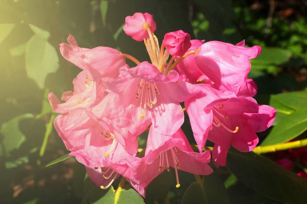 Soft Light Falls Red Flowering Flower Branch Park — Foto Stock