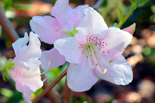 White Bud Flowering Azalea Bush Garden — Fotografia de Stock