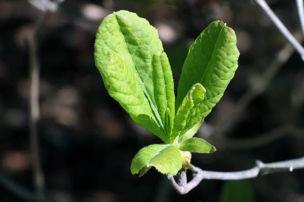 Close Young Green Leaves Bush Spring — Stok fotoğraf