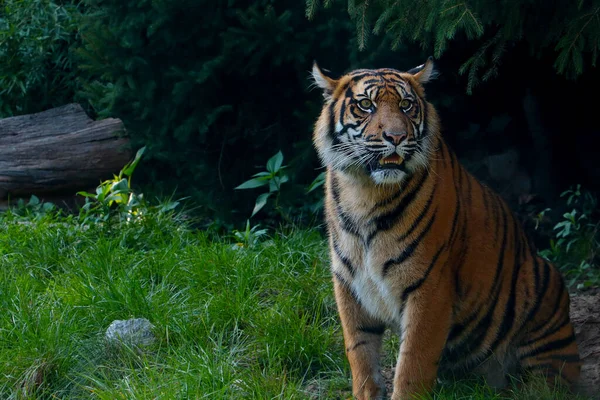 Close Tiger Wild Wild Cat Tiger Sits Grass — Fotografia de Stock