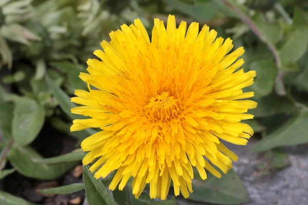 Young Yellow Dandelion Flower Blooms Meadow — Photo