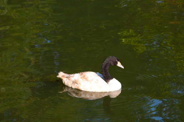 Young Swan Swims Pond Lake Wild Birds — Stok fotoğraf