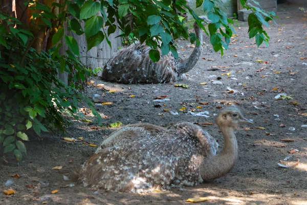 Ostrich Lie Ground Shade Hot Summer Day — Stockfoto