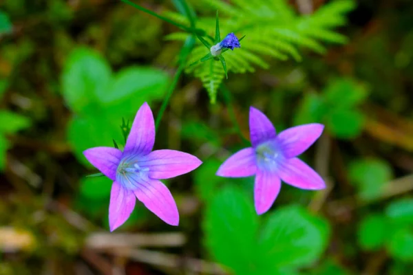 夏には草原に紫色の野花を咲かせます — ストック写真