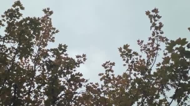 View Tree Branches Cloudy Sky Its Raining Bad Weather — Αρχείο Βίντεο