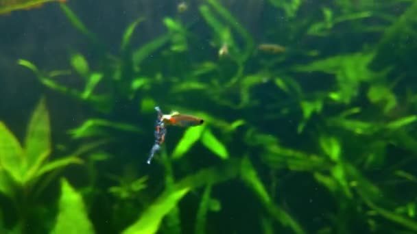 Beautiful Small Fish Multi Colored Large Tail Swims Aquarium — Video
