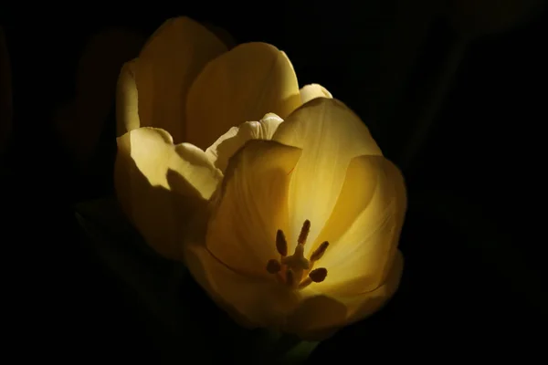 Närbild Gula Blommande Tulpaner Svart Bakgrund — Stockfoto