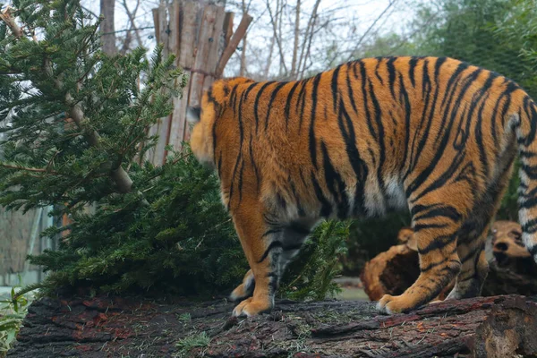 Tiger Stands Tree Wild Wild Animals Predatory Cat — Fotografia de Stock