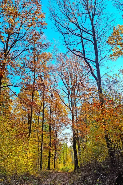 Floresta Vermelha Amarela Brilhante Dia Ensolarado Outono — Fotografia de Stock
