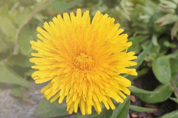 牧草地で黄色の開花タンポポの花のクローズアップ — ストック写真