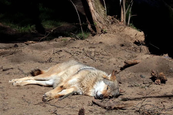 Wolf Lies Sand Sun Forest Hot Weather Animals Suffer Intense — Stockfoto