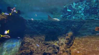 The stingray and other fish swim at the bottom of the sea. Beautiful marine life. Underwater shooting, diving