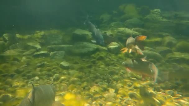 Fish Swim Slowly Bottom Lake Underwater Photography Aquatic Life Underwater — Video