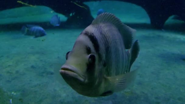 Close Floating Fish Bottom Sea Ocean Underwater Photography Marine World — Vídeo de stock