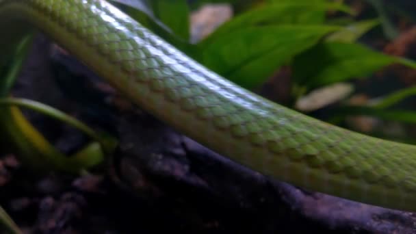 Close Green Skin Snake Wild Dangerous Animals Snake Crawls Branches — Vídeos de Stock