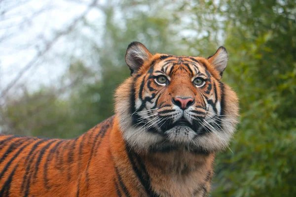 Close Beautiful Tiger Wildlife — Foto de Stock