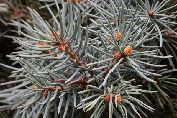 Close Pine Tree Branch Wood Background — Foto de Stock