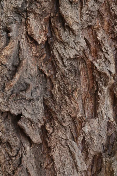 Dark structured tree bark in the forest, tree background