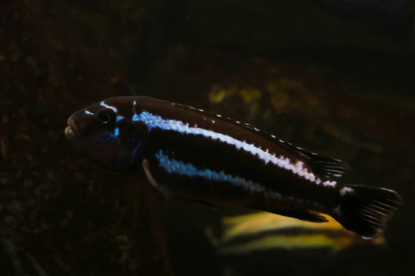 Small Dark Fish Swims Bottom Lake — Fotografia de Stock