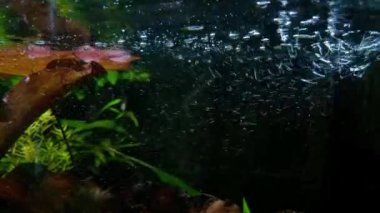 Bubbles of water in the aquarium. Home aquarium with fish and algae